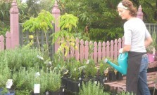 Greenman Gardens Plant Nursery Kwikfynd